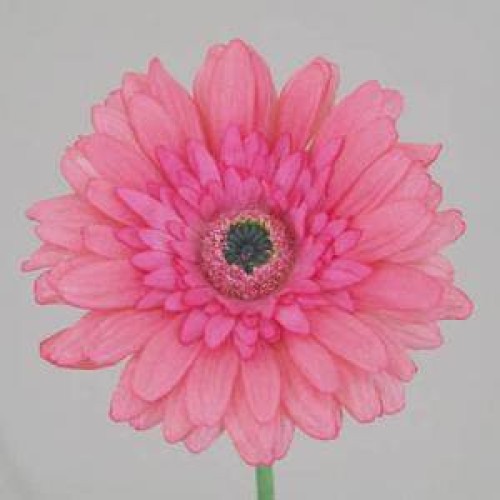 Artificial Gerbera Daisies Pink 65cm Artificial Flowers